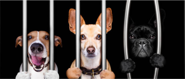 Three dogs behind bars in jail