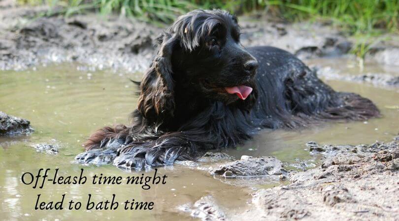 Long haired dog lying in a muddle puddle with the words off-leash time might lead to bath time
