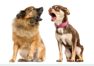 Two dogs angry at each other 