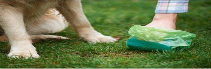 Bottom part of a dog sitting in the grass with a hand picking up poop in a poop bag