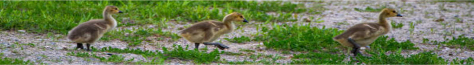 Three ducklings following each other