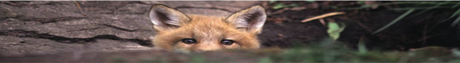 Fox peeking over a log with a rock face in the background