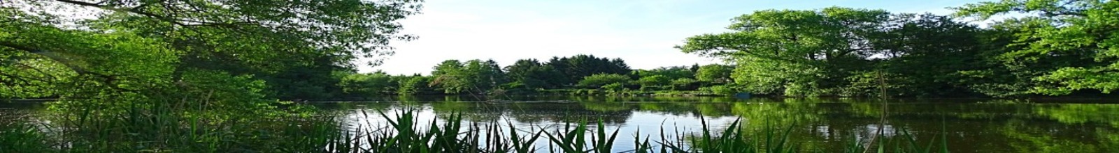 Landscape of water and trees