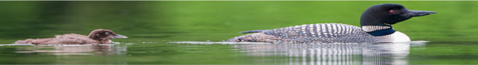 Mother loon with baby loon swimming behind her
