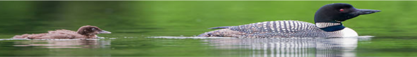 Banner of Loons