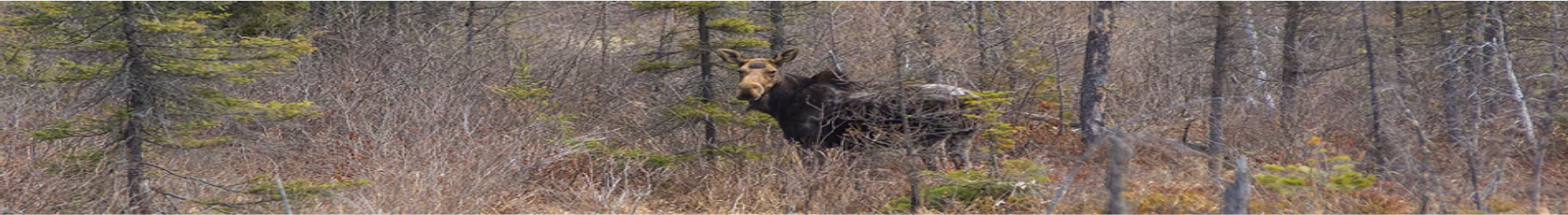 Moose in river