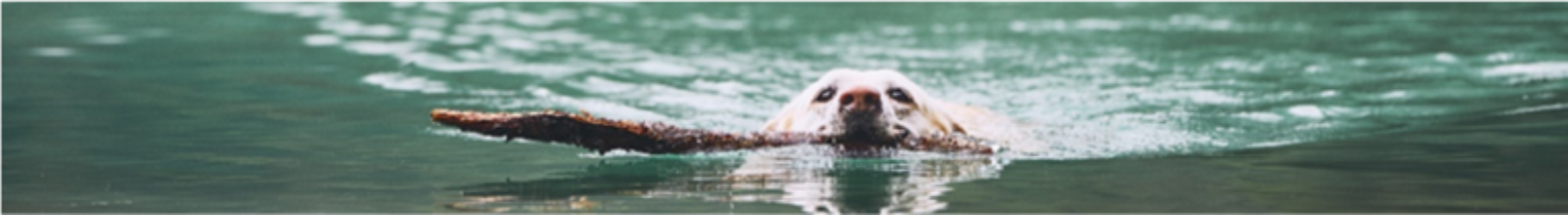 Dog with Stick swimming in water