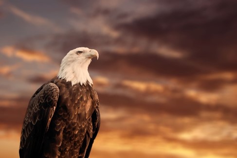 Bald Eagle with beautiful orange sky in the background