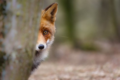 Fox peeking behind a tree