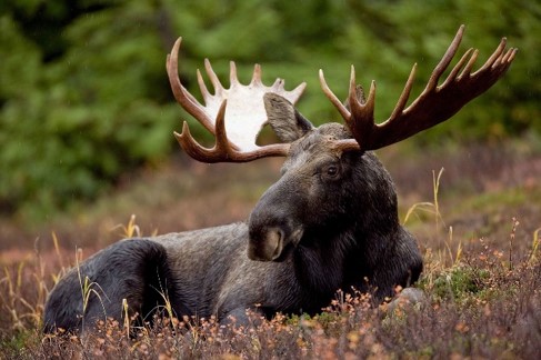 Moose with huge antlers laying down on the grass