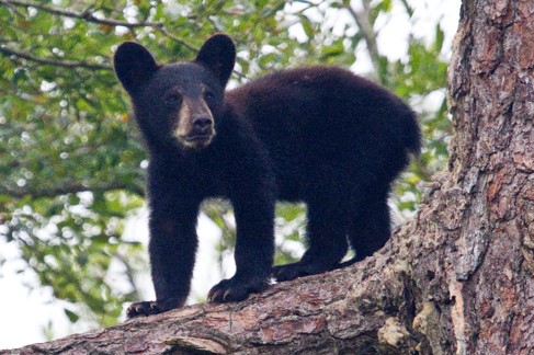 Black bear standing on a tree limb